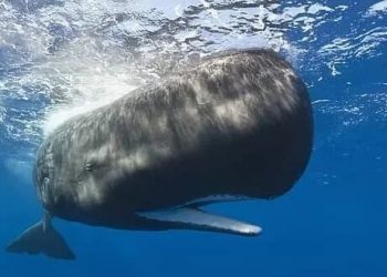 İnsanlar balinalarla tezliklə danışa bilər!