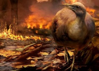 Quşlar dinozavrların dağıdıcı toqquşmasından necə sağ qaldılar?