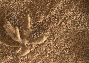 Marsda qəribə kəşf: Qum çiçəyi