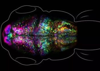 Alimlər yaddaşların beyində necə formalaşdığını canlı müşahidə ediblər