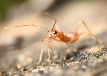 Həşərat qalıqları fermerlər üçün xəzinədirmi?