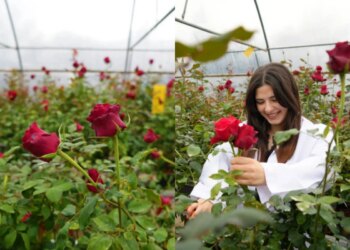 Türkiyədə məşhur balıqdan qızılgül yetişdirildi