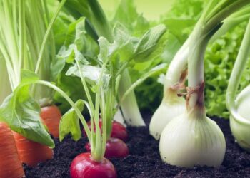 Biləsuvarda tərəvəz bitkilərinin yığımı yekunlaşıb, builki məhsuldarlıq yüksək olub 