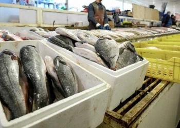 Bazarlarda niyə yerli balıq tapılmır? – Ekspertlər gizlinləri açdı