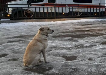 Rusiyanın &quot;Hatikosu&quot;: Çayda batan sahibini dörd gün sahildə gözlədi