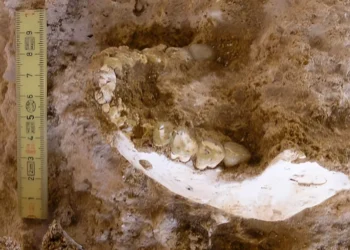 773 min illik hominin fosilləri Homo sapiens-in sirrini açır