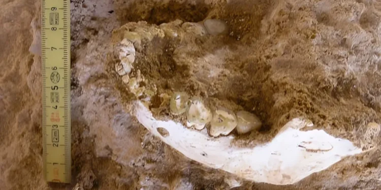 773 min illik hominin fosilləri Homo sapiens-in sirrini açır